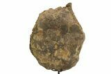 Fossil Hadrosaur Vertebra Centrum with Metal Stand - South Dakota #350722-3